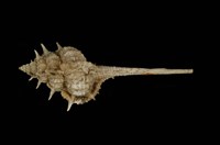 藏品(臺灣骨螺)的圖片